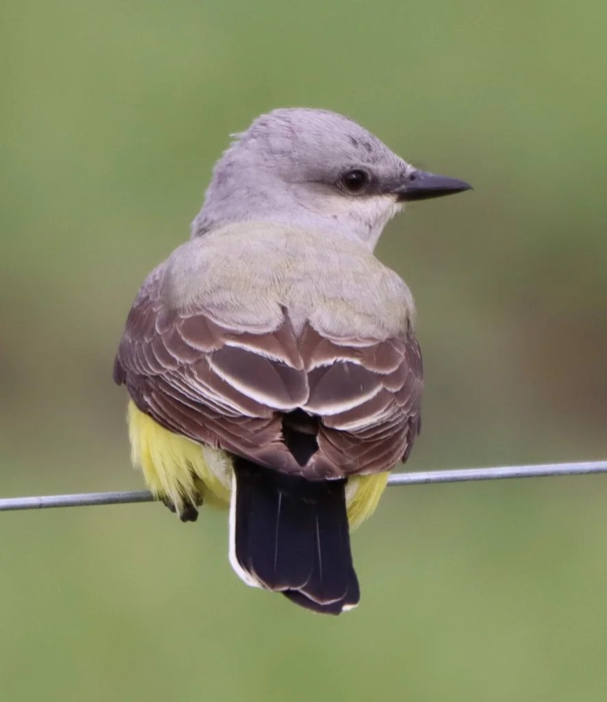西王霸鹟(Tyrannus verticalis)