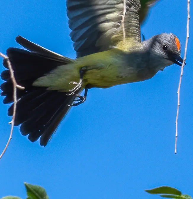 西王霸鹟(Tyrannus verticalis)