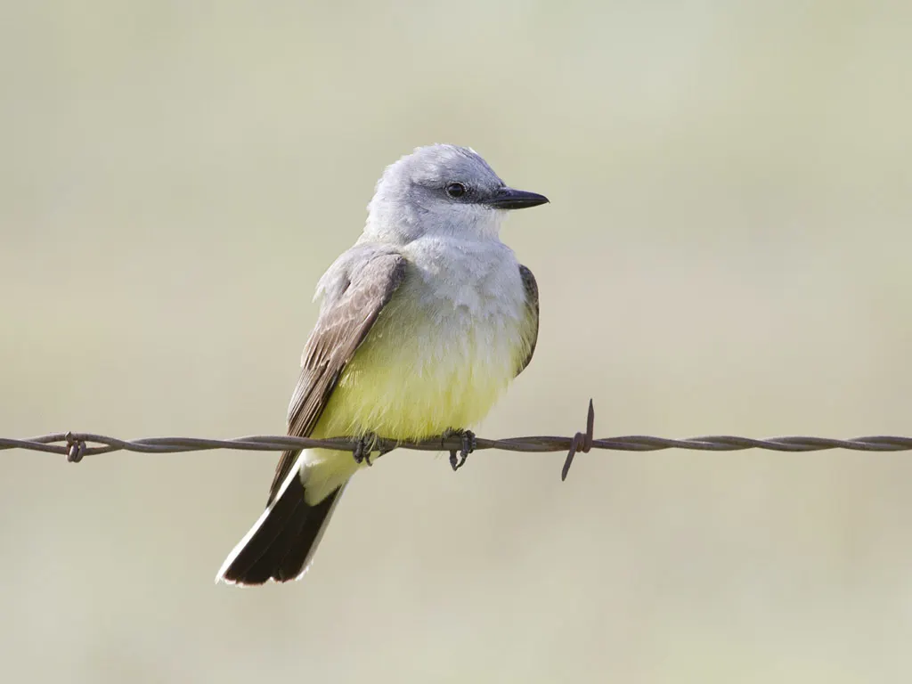 西王霸鹟(Tyrannus verticalis)