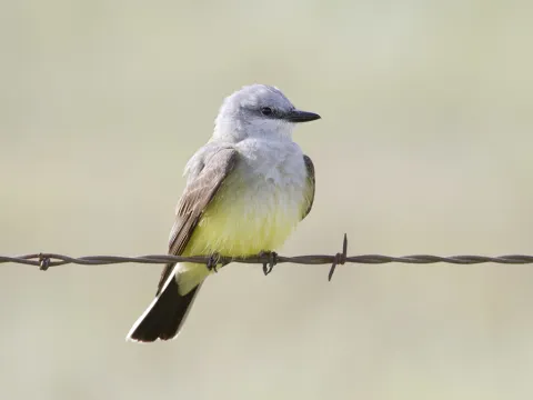 西王霸鹟