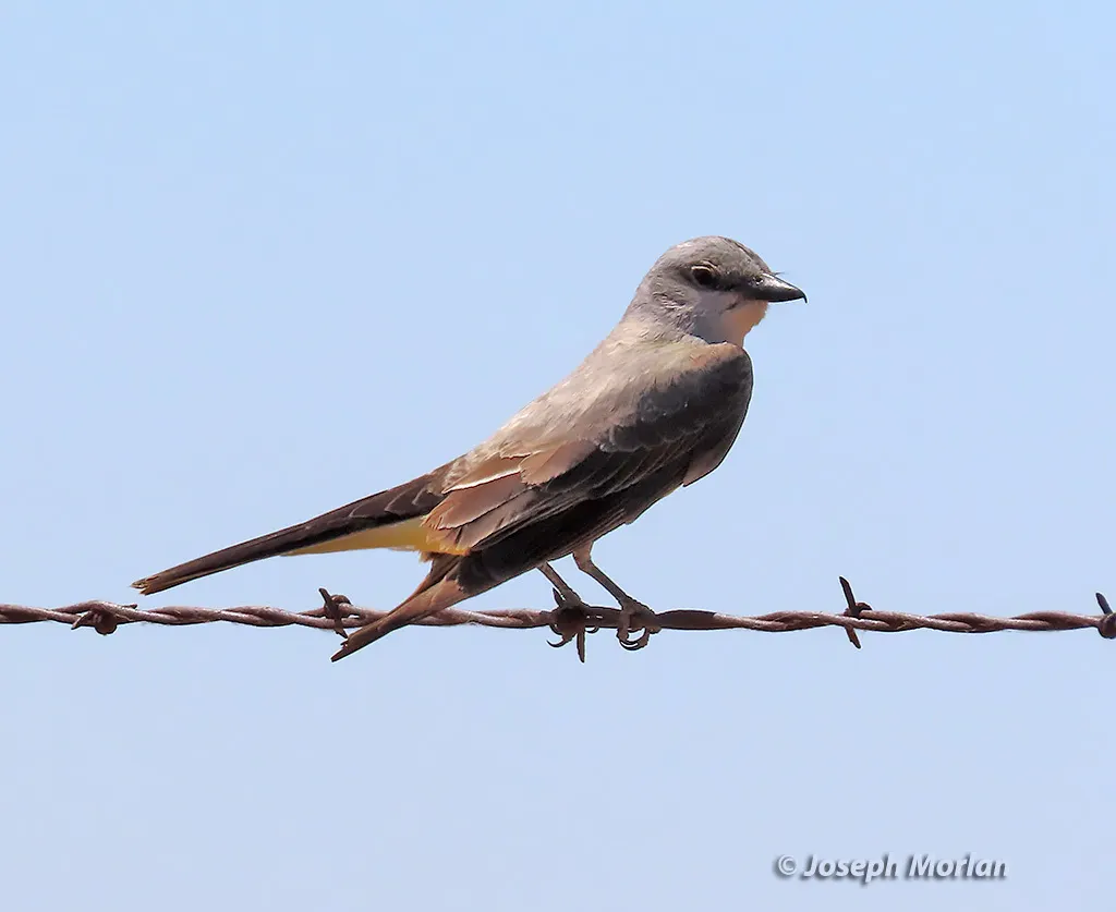 西王霸鹟(Tyrannus verticalis)