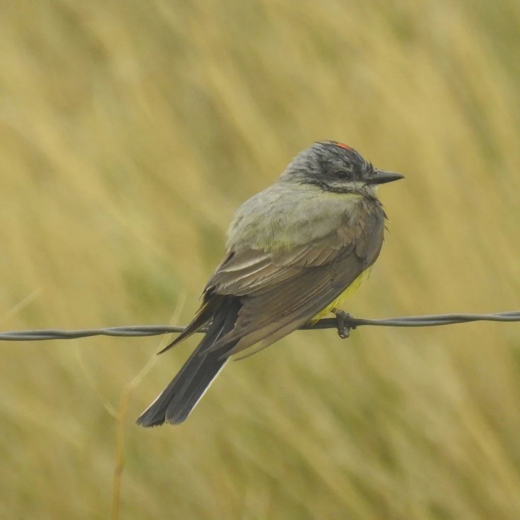 西王霸鹟(Tyrannus verticalis)