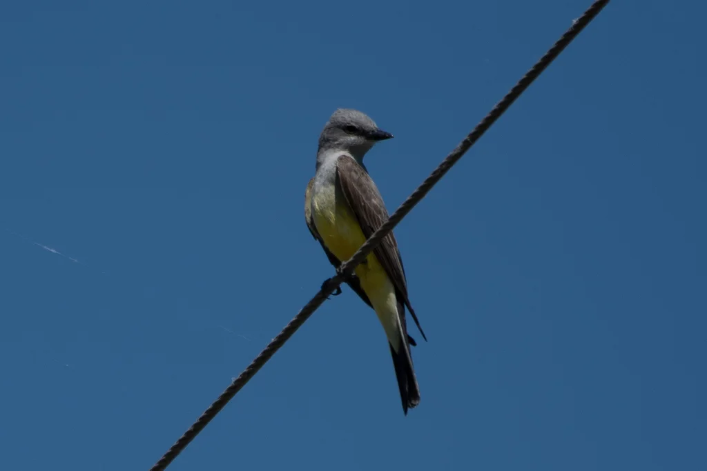 西王霸鹟(Tyrannus verticalis)