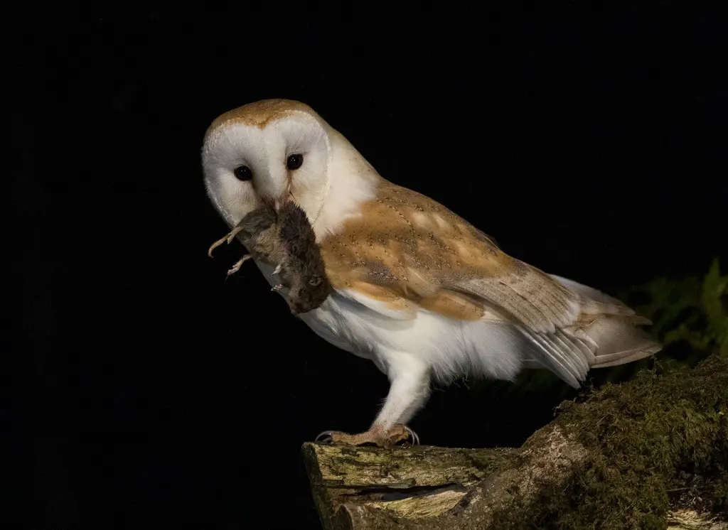 西仓鸮(Tyto alba)