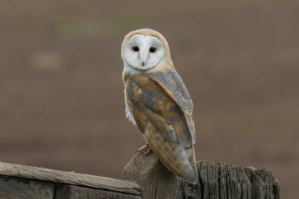 西仓鸮(Tyto alba)