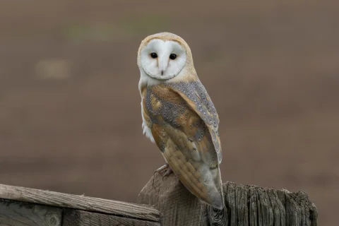 西仓鸮