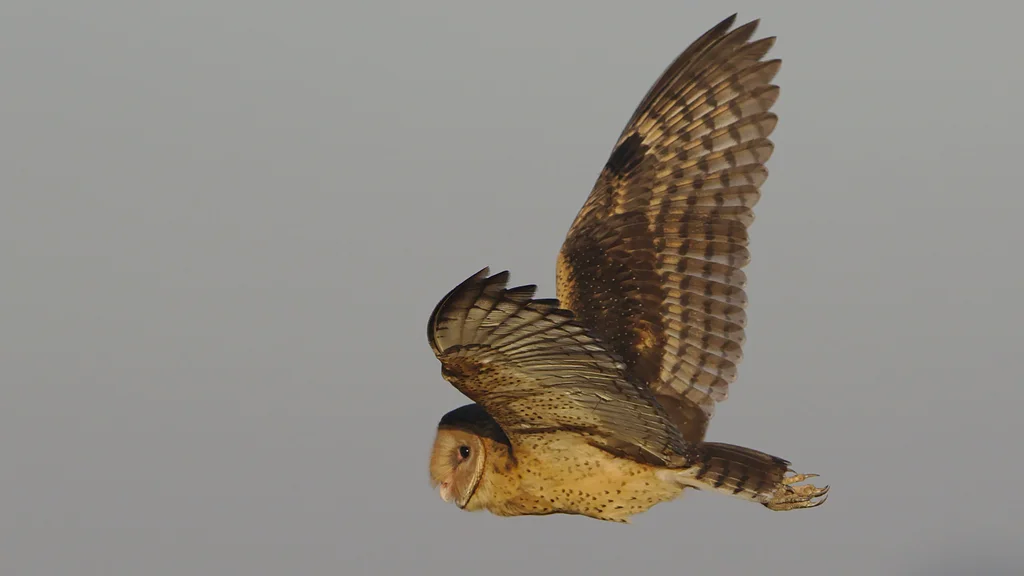 非洲草鸮(Tyto capensis)