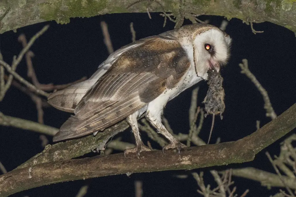 美洲仓鸮(Tyto furcata)