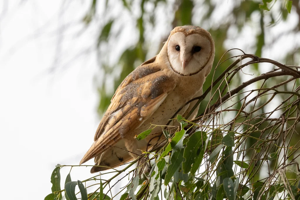 美洲仓鸮(Tyto furcata)