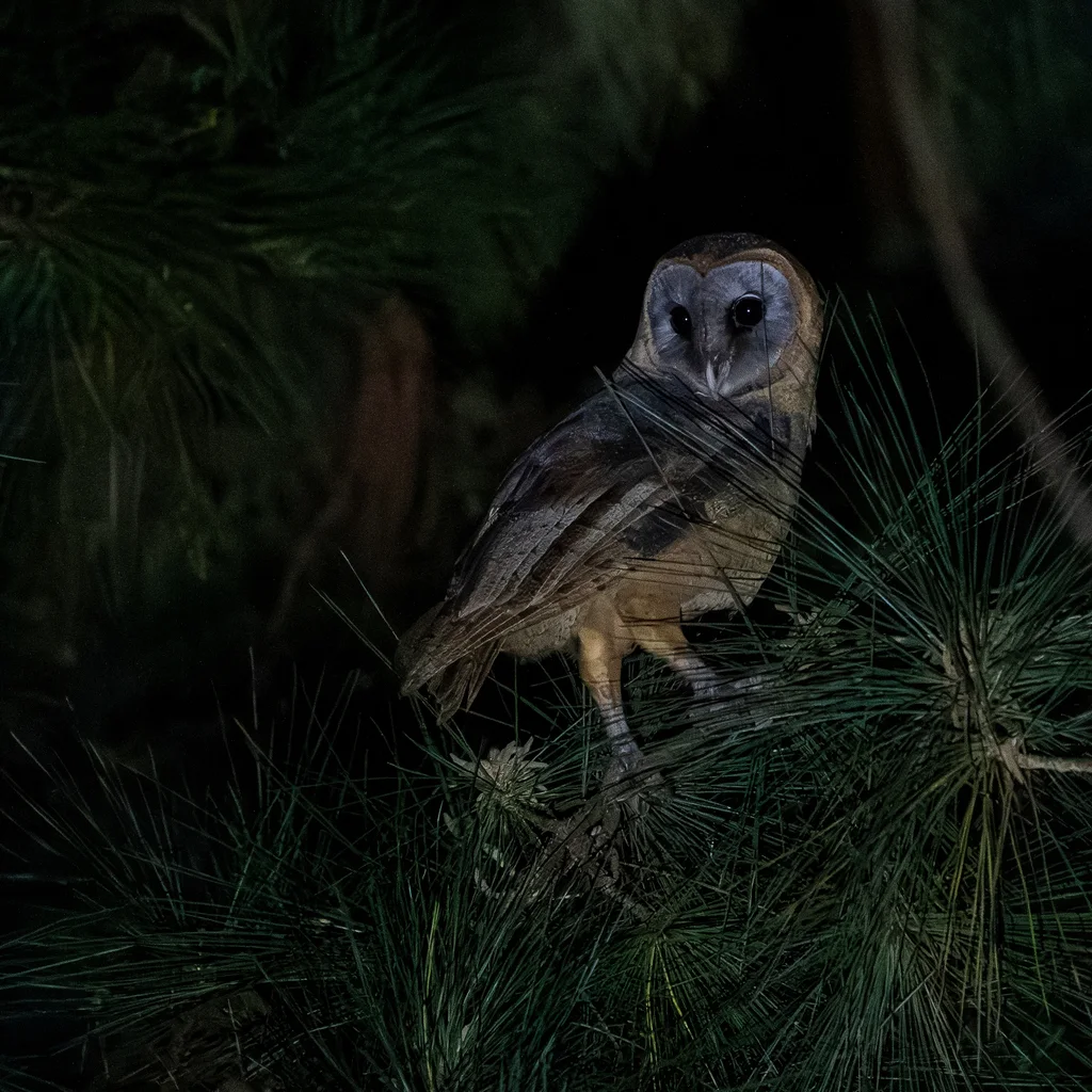 灰面鸮(Tyto glaucops)