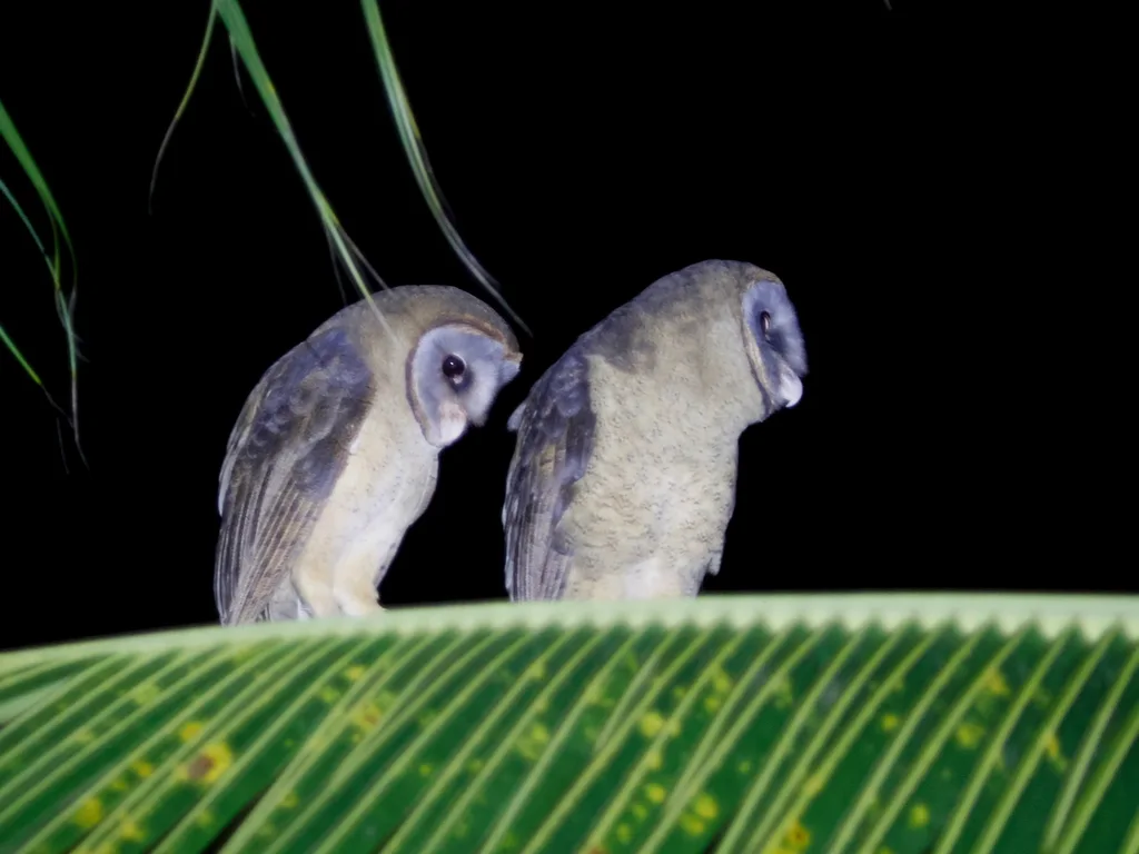 灰面鸮(Tyto glaucops)