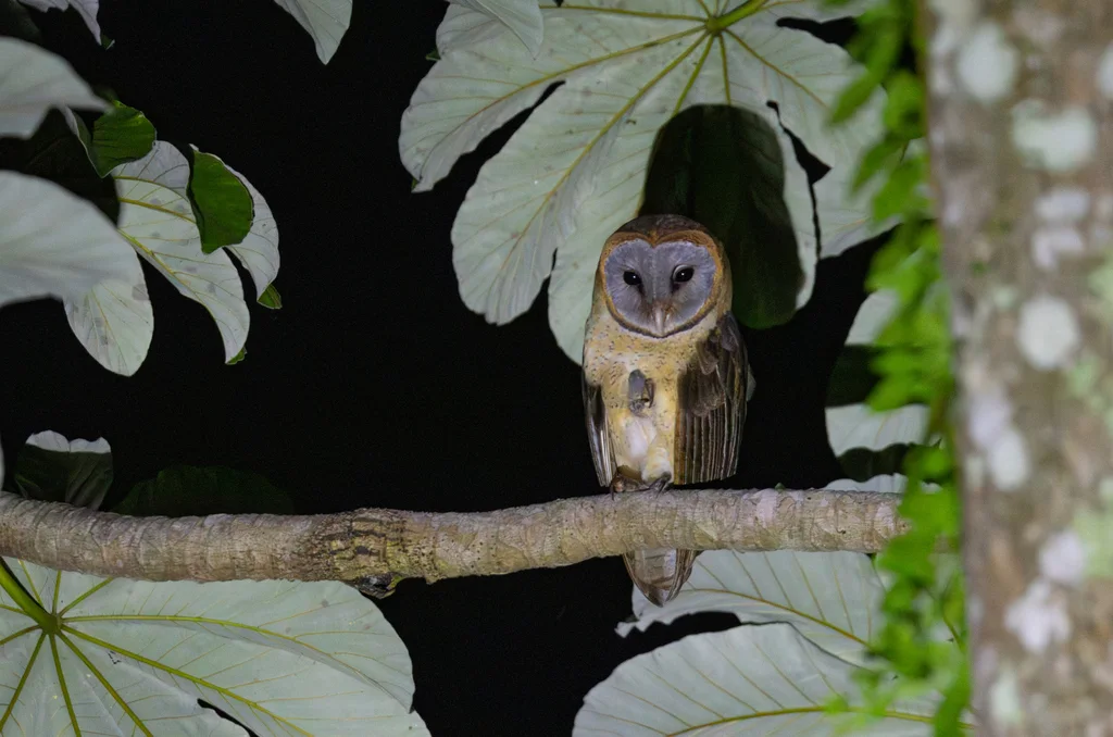 灰面鸮(Tyto glaucops)