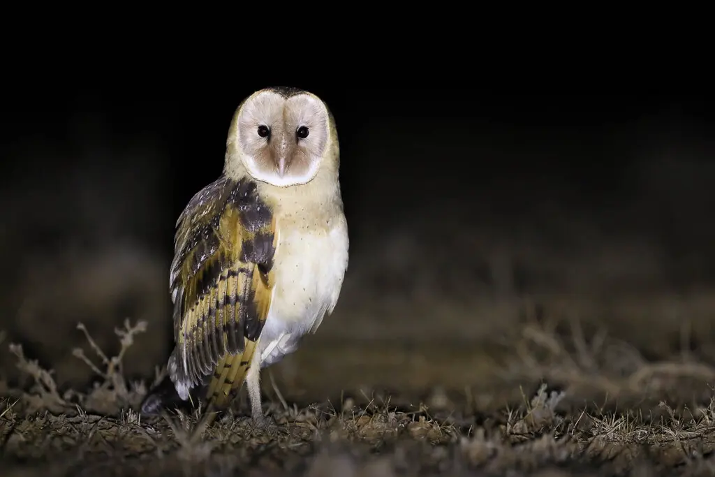 草鸮(Tyto longimembris)
