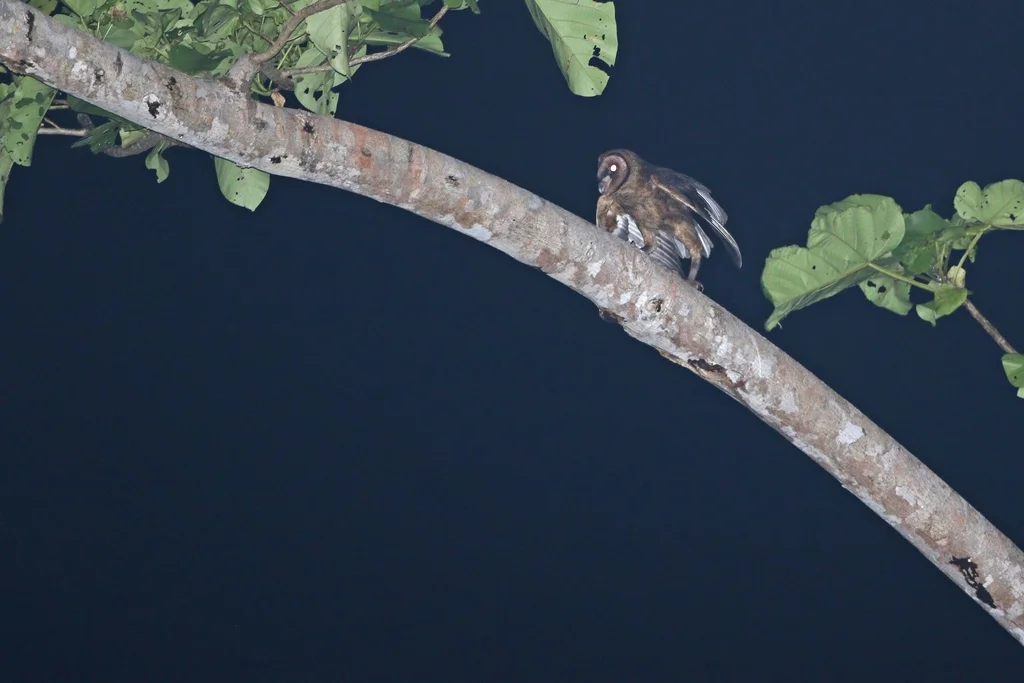 塔里仓鸮(Tyto nigrobrunnea)