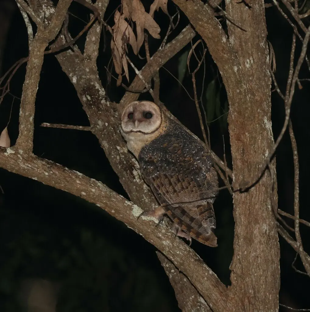 大草鸮(Tyto novaehollandiae)