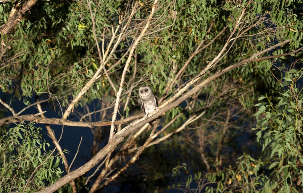 乌草鸮(Tyto tenebricosa)