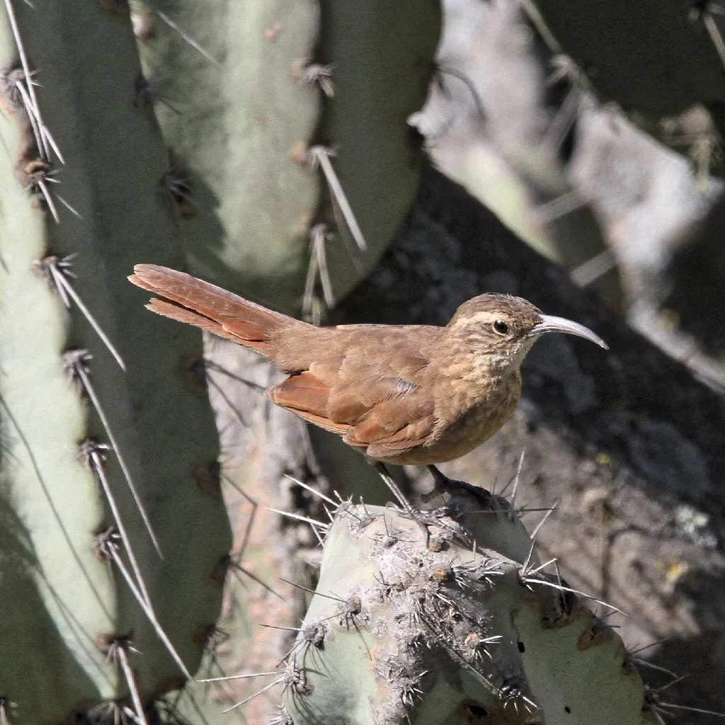 白喉爬地雀(Upucerthia albigula)