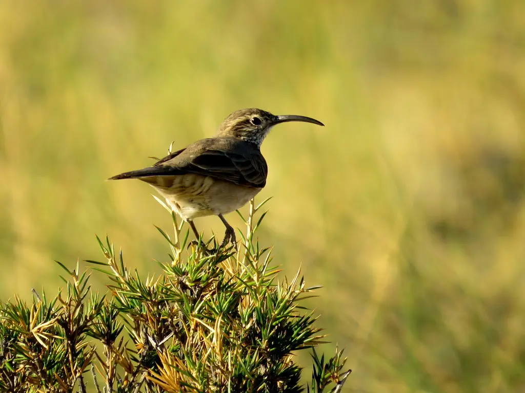 鳞喉爬地雀(Upucerthia dumetaria)