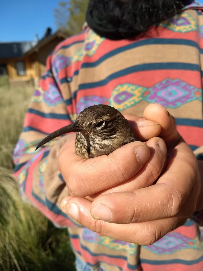 鳞喉爬地雀(Upucerthia dumetaria)