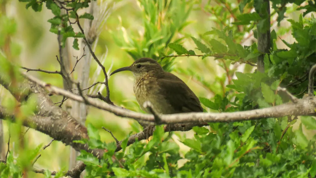 林爬地雀(Upucerthia saturatior)