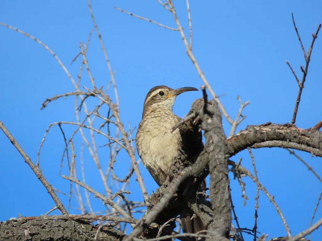林爬地雀(Upucerthia saturatior)