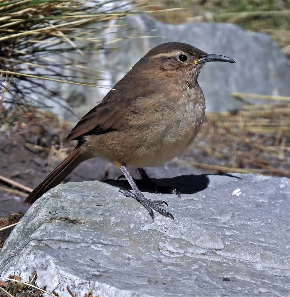 黄胸爬地雀(Upucerthia validirostris)