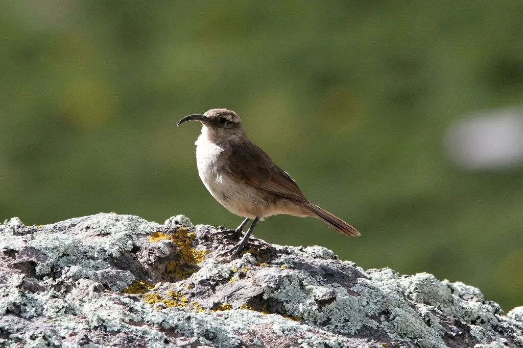 黄胸爬地雀(Upucerthia validirostris)