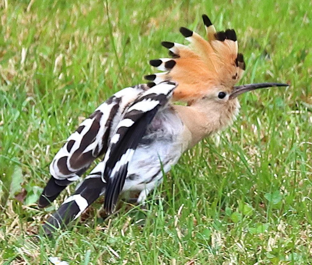 戴胜(Upupa epops)