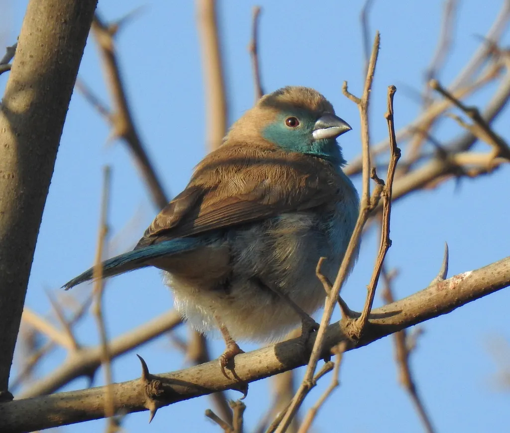 蓝饰雀(Uraeginthus angolensis)