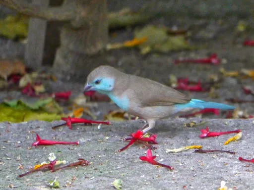 蓝饰雀(Uraeginthus angolensis)