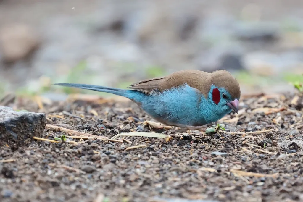 红颊蓝饰雀(Uraeginthus bengalus)
