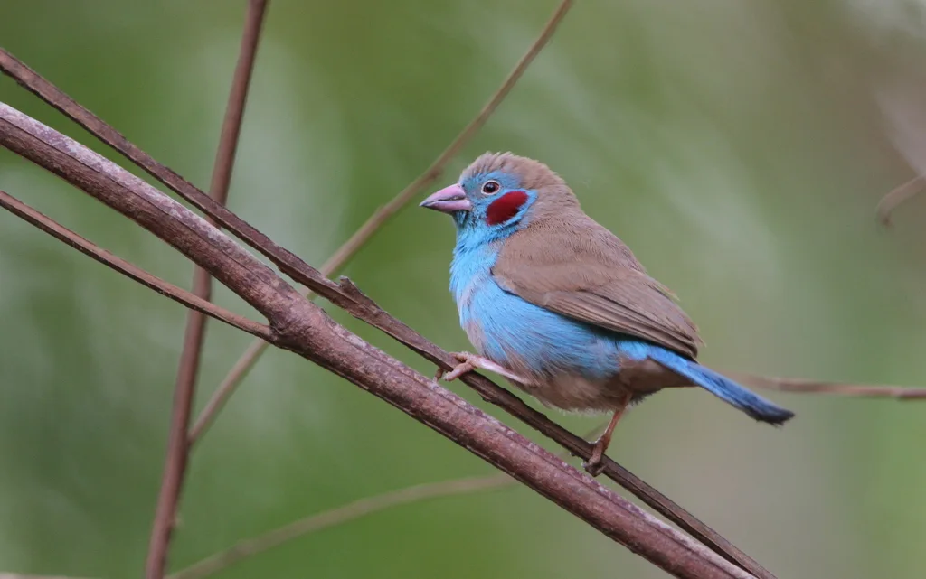 红颊蓝饰雀(Uraeginthus bengalus)