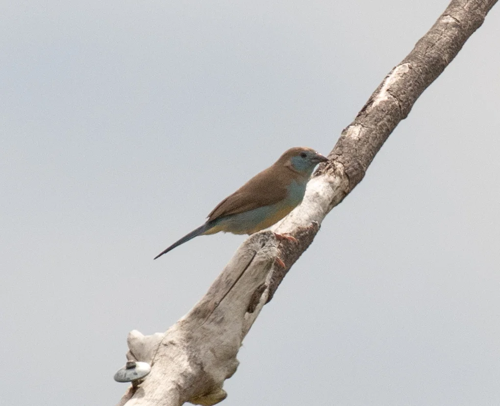 红颊蓝饰雀(Uraeginthus bengalus)