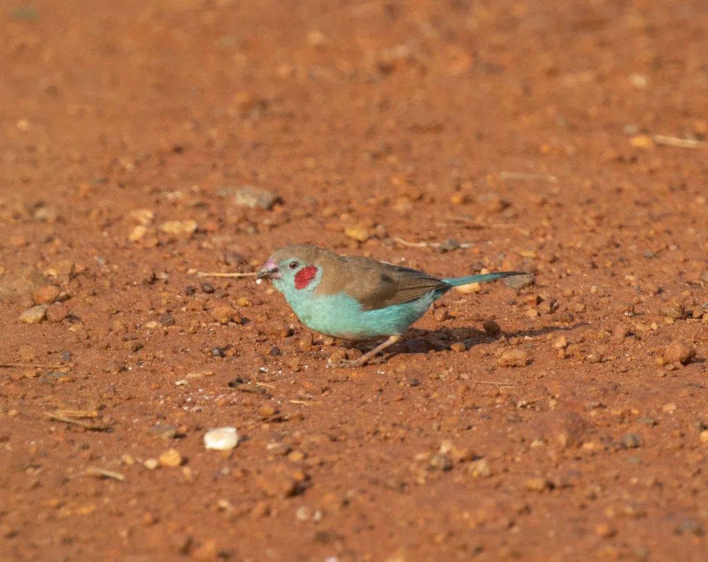 红颊蓝饰雀(Uraeginthus bengalus)