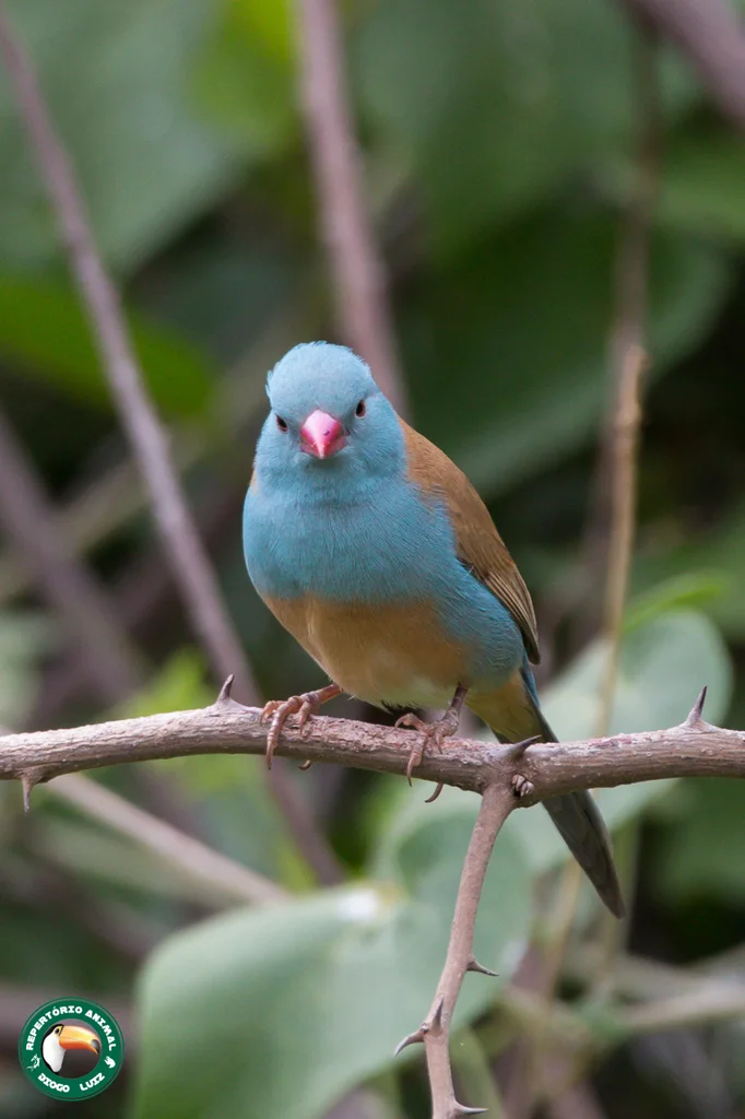 蓝顶蓝饰雀（Uraeginthus cyanocephalus）