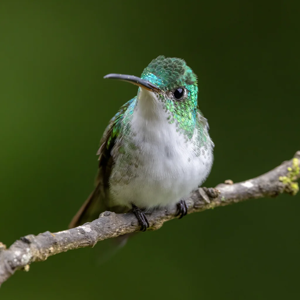 安第斯蜂鸟（Uranomitra franciae）