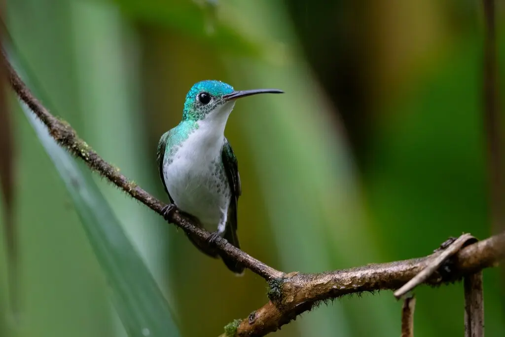 安第斯蜂鸟（Uranomitra franciae）