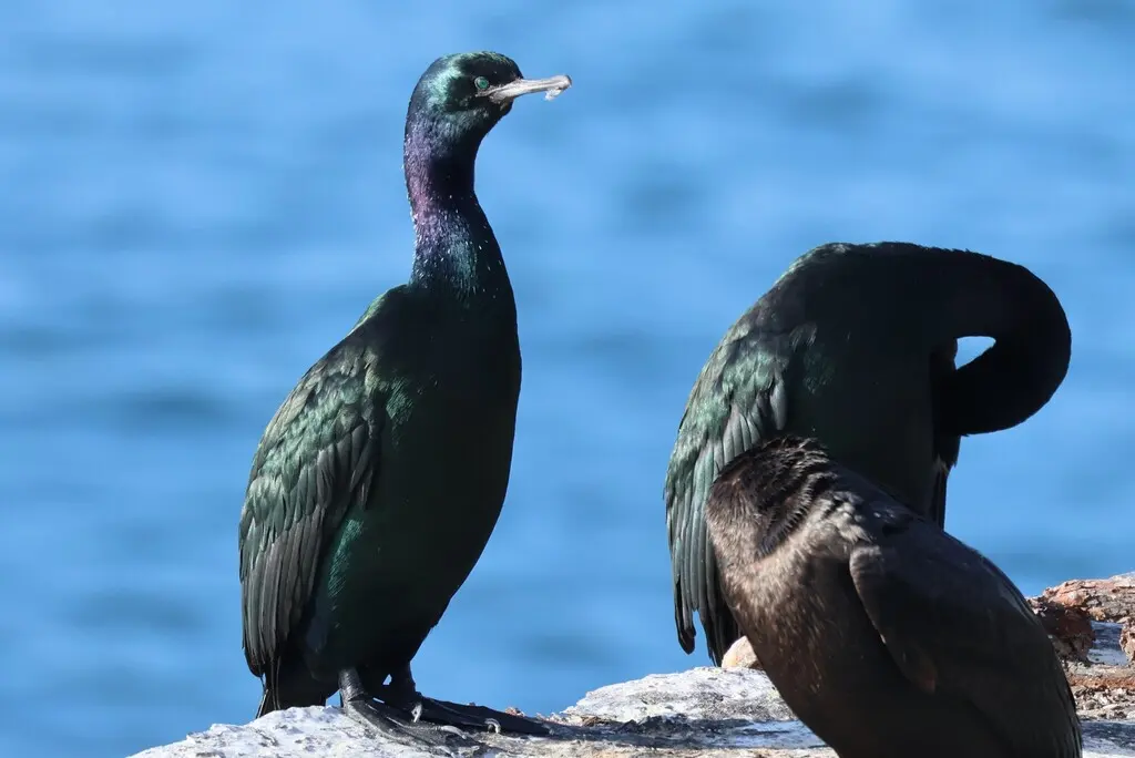 海鸬鹚(Urile pelagicus)