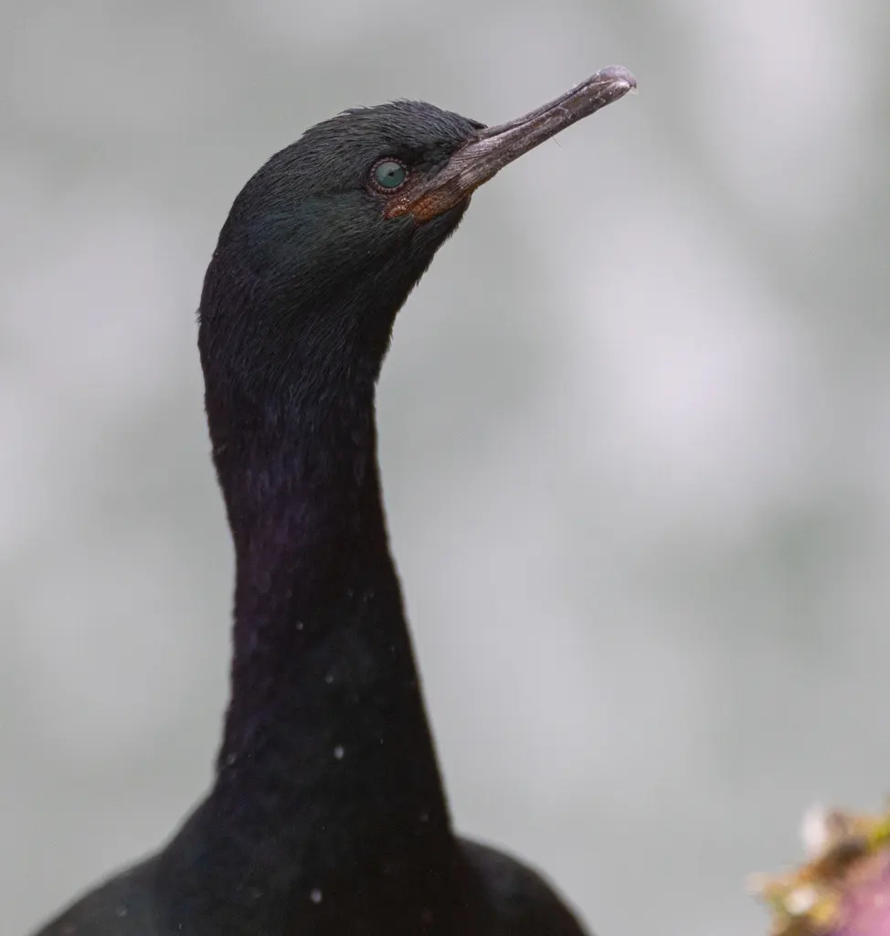 海鸬鹚(Urile pelagicus)