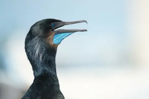 加州鸬鹚