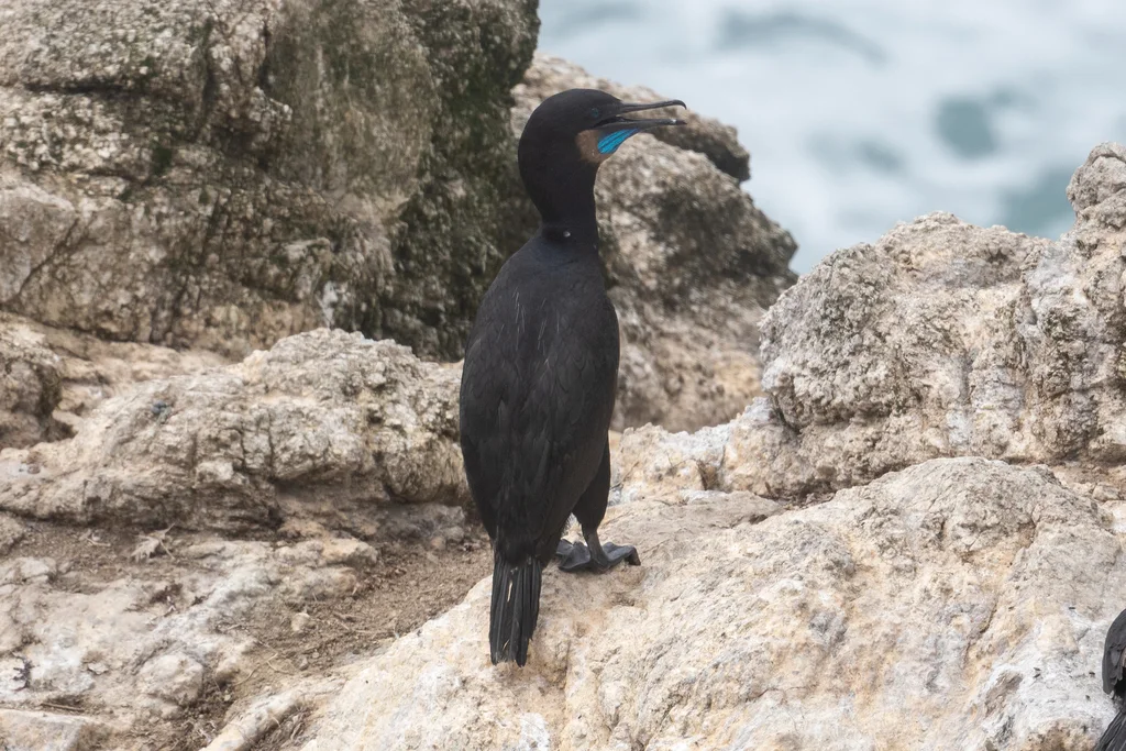 加州鸬鹚(Urile penicillatus)