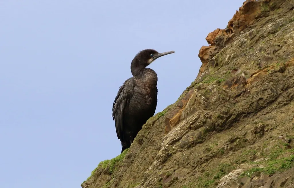 加州鸬鹚(Urile penicillatus)