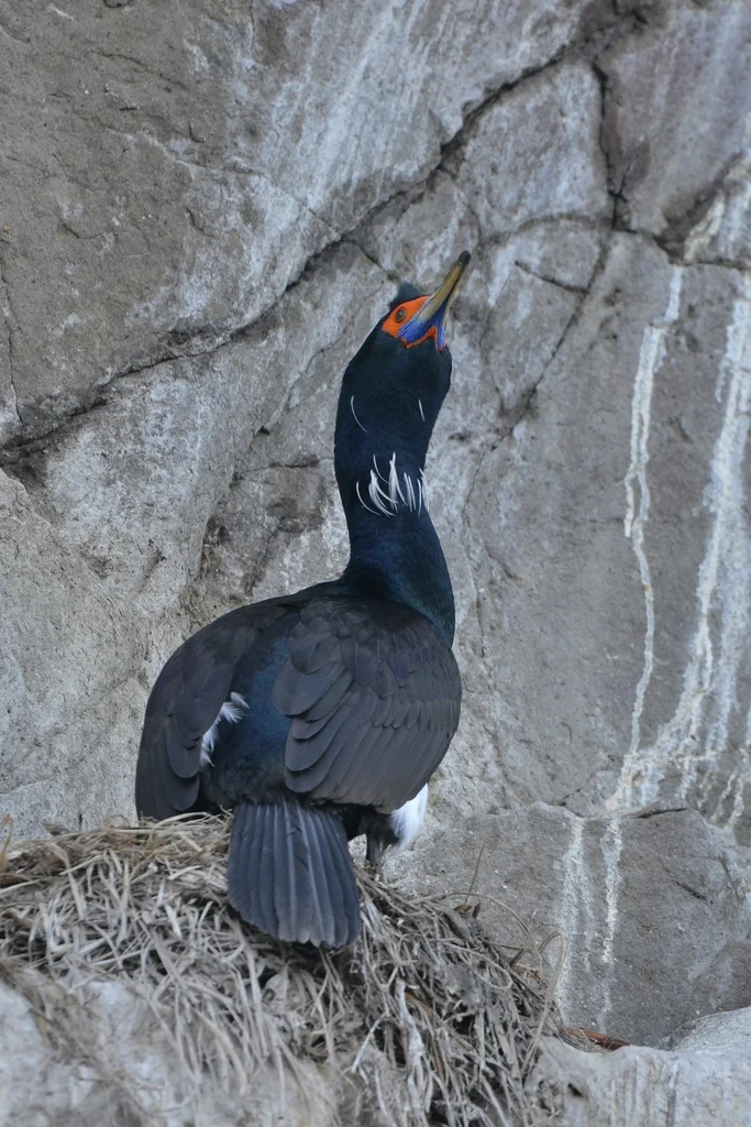 红脸鸬鹚(Urile urile)