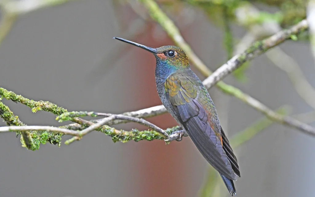 褐颊白尾蜂鸟(Urochroa bougueri)