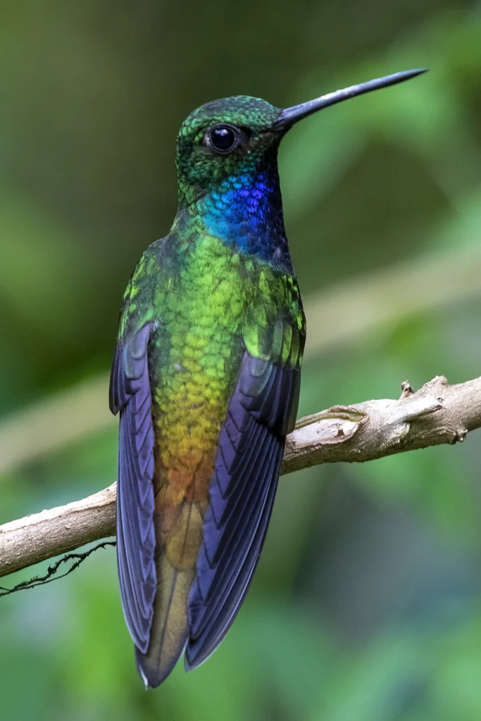 铜腰白尾蜂鸟(Urochroa leucura)