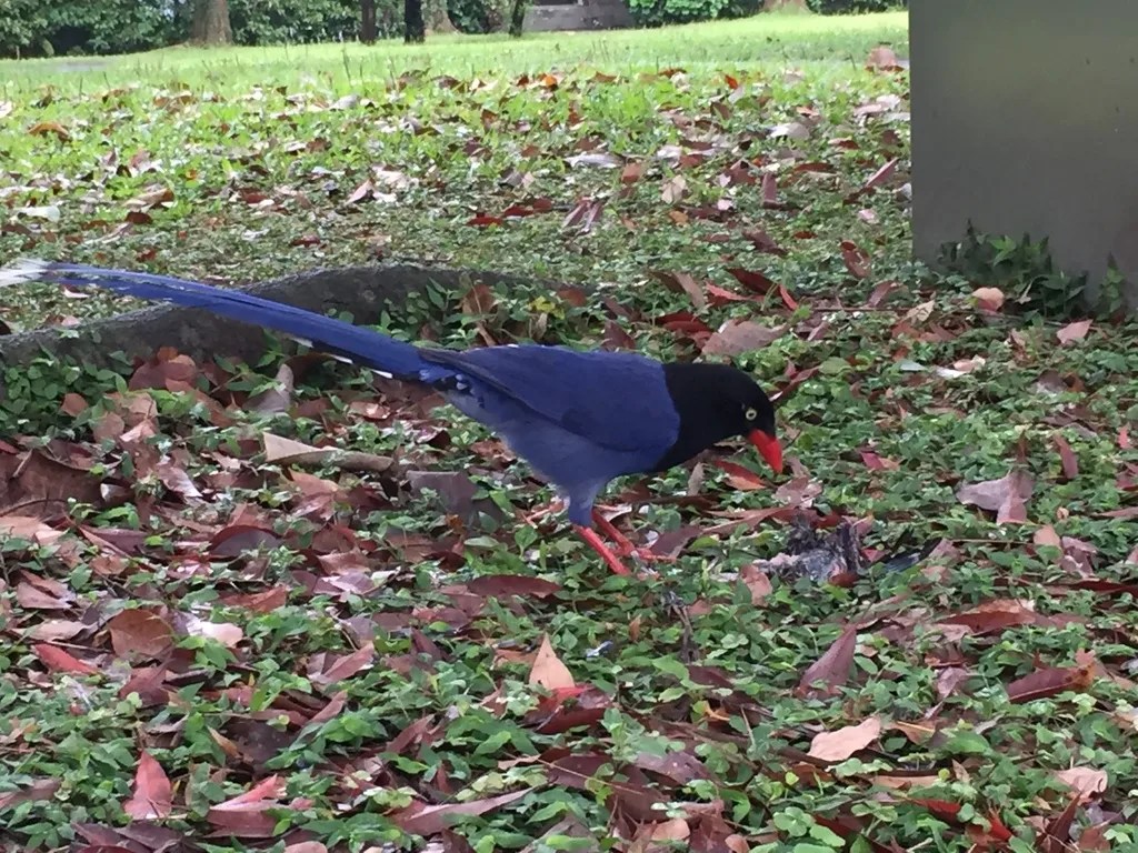 台湾蓝鹊(Urocissa caerulea)