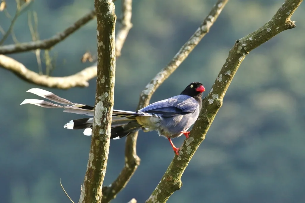 台湾蓝鹊(Urocissa caerulea)