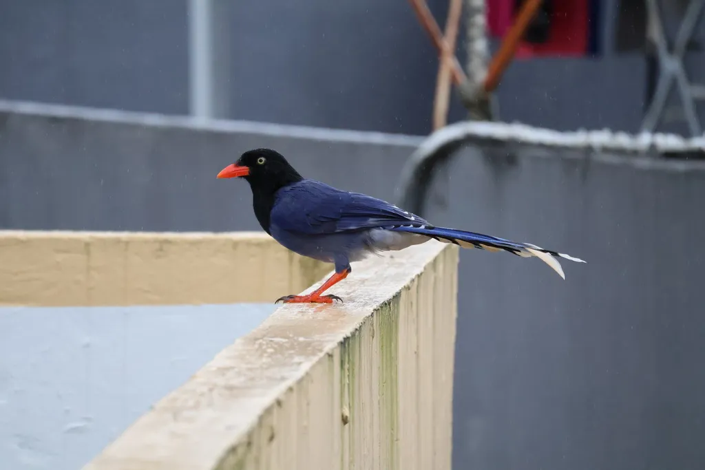 台湾蓝鹊(Urocissa caerulea)