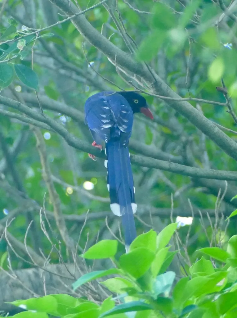 台湾蓝鹊(Urocissa caerulea)