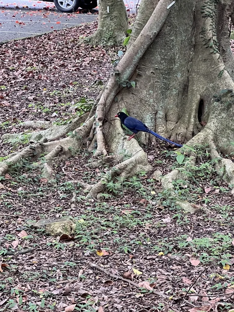 台湾蓝鹊(Urocissa caerulea)